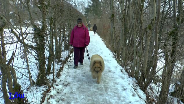 6.1.2016 - Eurasierspaziergang im Almtal